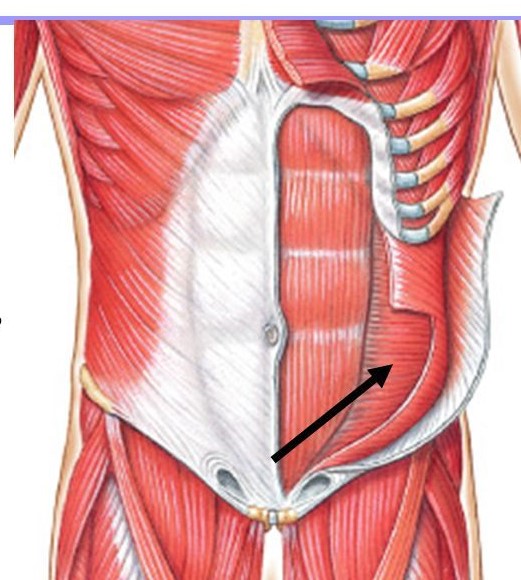 <p>Deep to internal oblique</p>