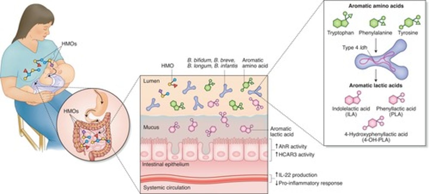 <p>Carbohydrates with multiple simple sugars that are found in human milk</p>