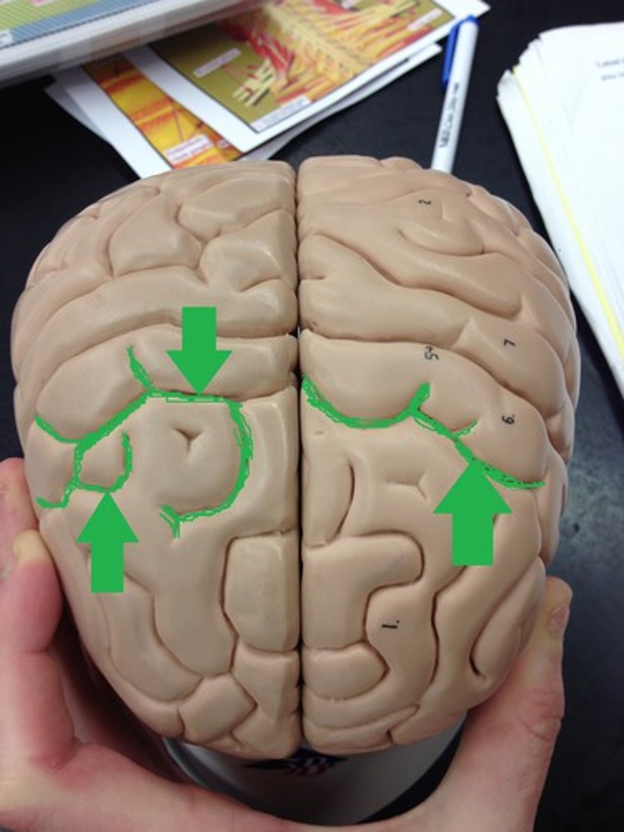 <p>Shallow grooves or furrows in the cerebral hemispheres ("valleys")</p>