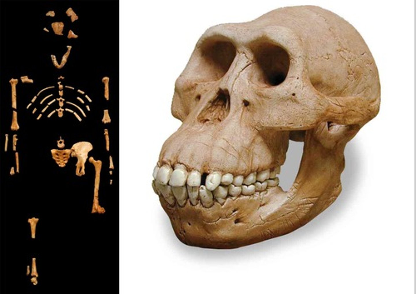 <p>3.2 Mya, Lucy, bipedal, extinct, ground dwelling, brain size 380-550cm3, no tools</p>