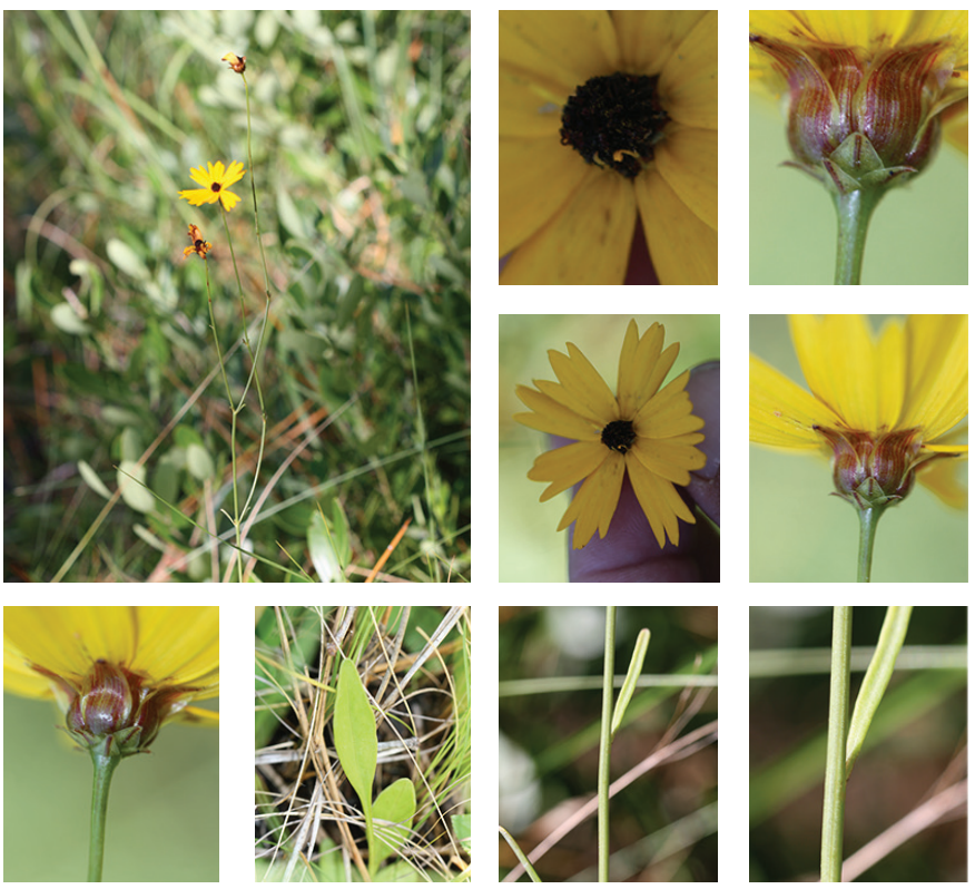 <p>Savanna coreopsis</p>