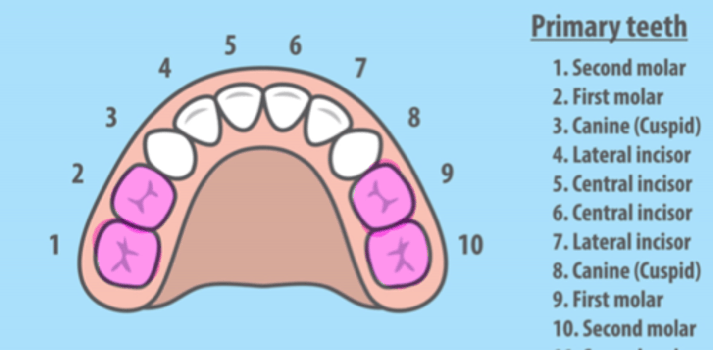 <p>Maxillary Primary Molars</p>