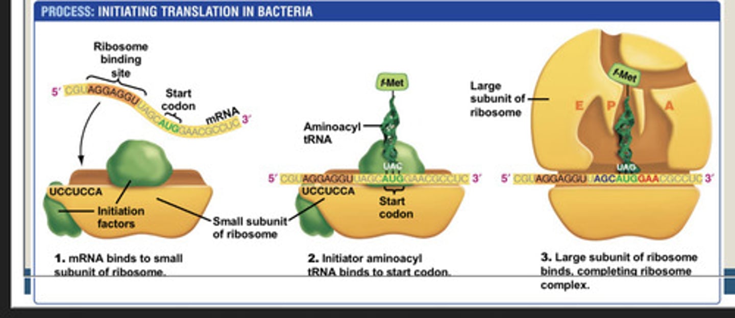 <p>The RNA polymerase core enzyme and sigma subunit bind to the -10 and -35 promoter consensus sequences.</p>