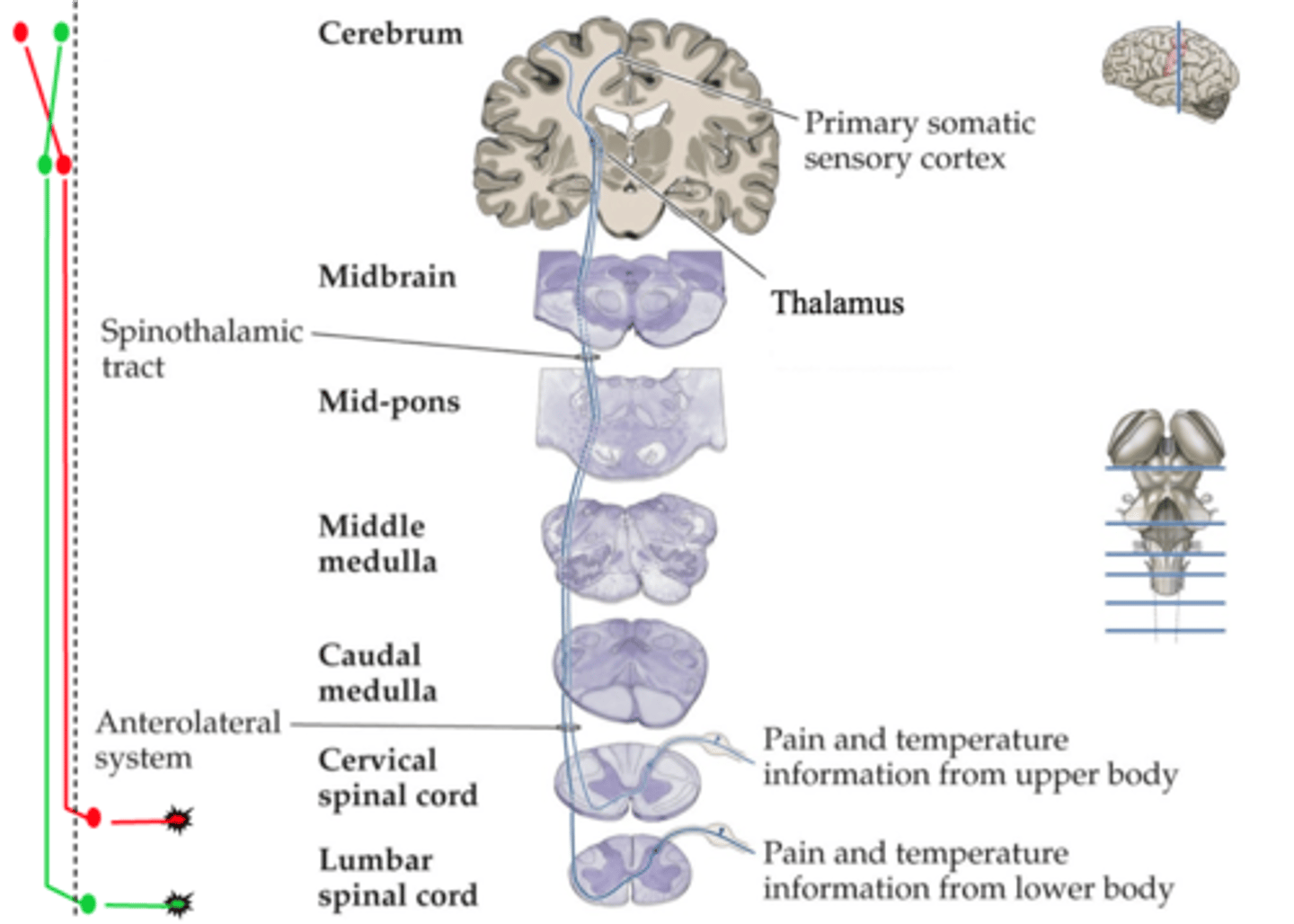 <p>What do spinothalamic projections preserve?</p>