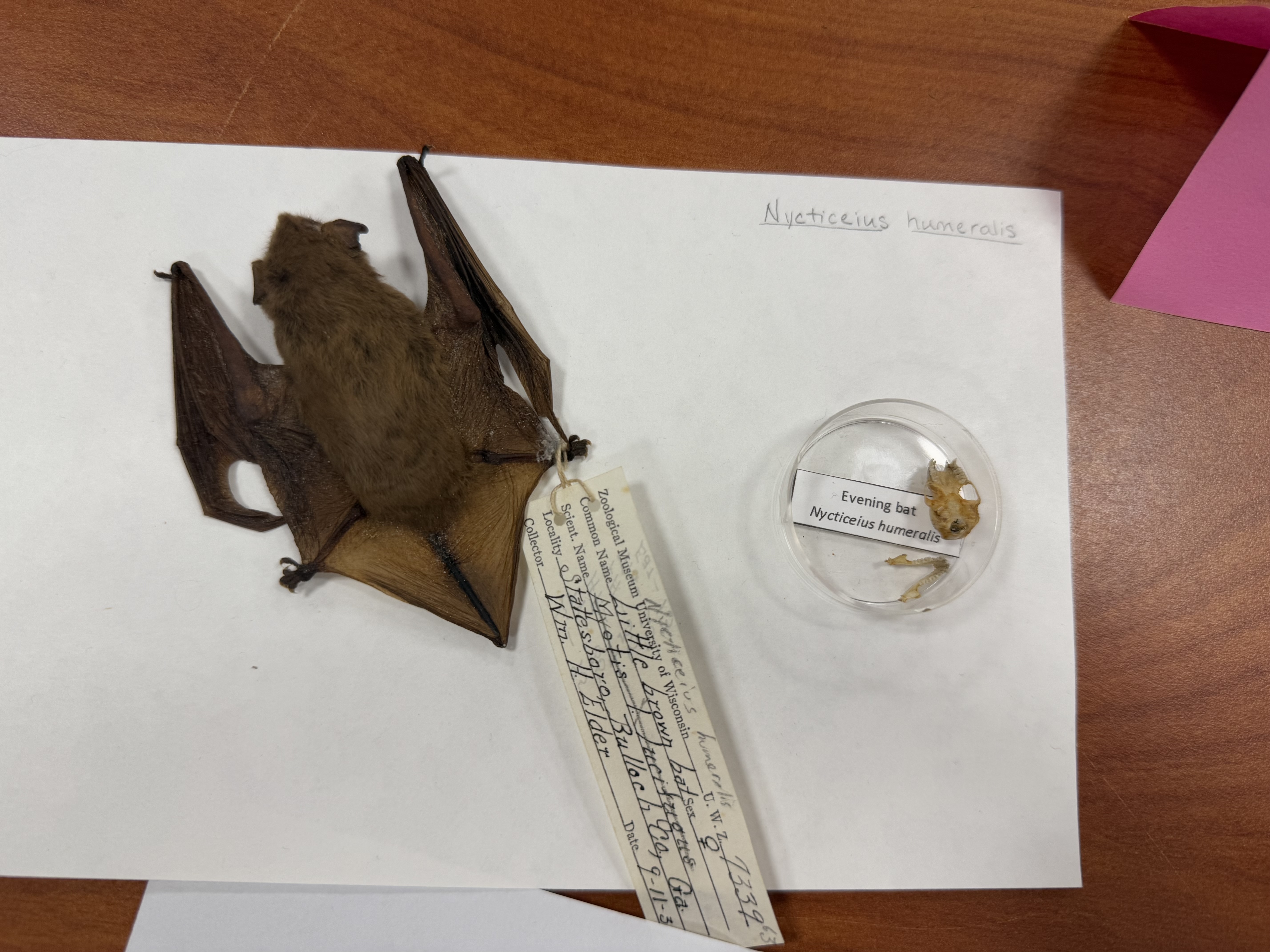 <p>Nycticeius humeralis</p>