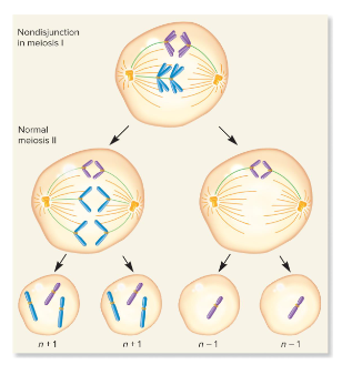 <p>A form of nondisjunction that produces haploid cells that have too many or too few chromosomes. If such a gamete participates in fertilization, the resulting individuals will have an abnormal chromosomal composition in all of its cells.</p>
