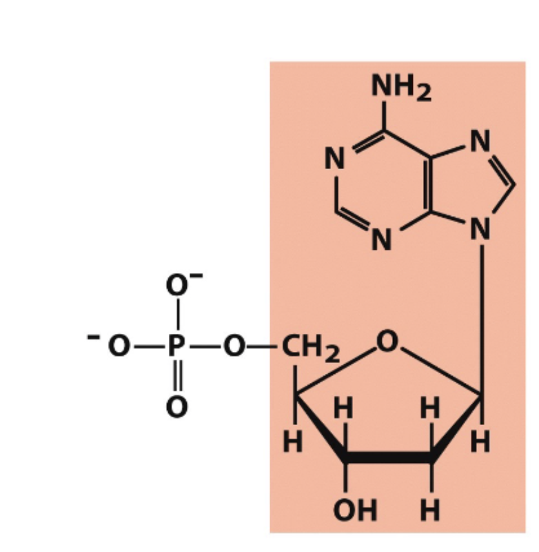 <p>what is the nucleotide name? </p>