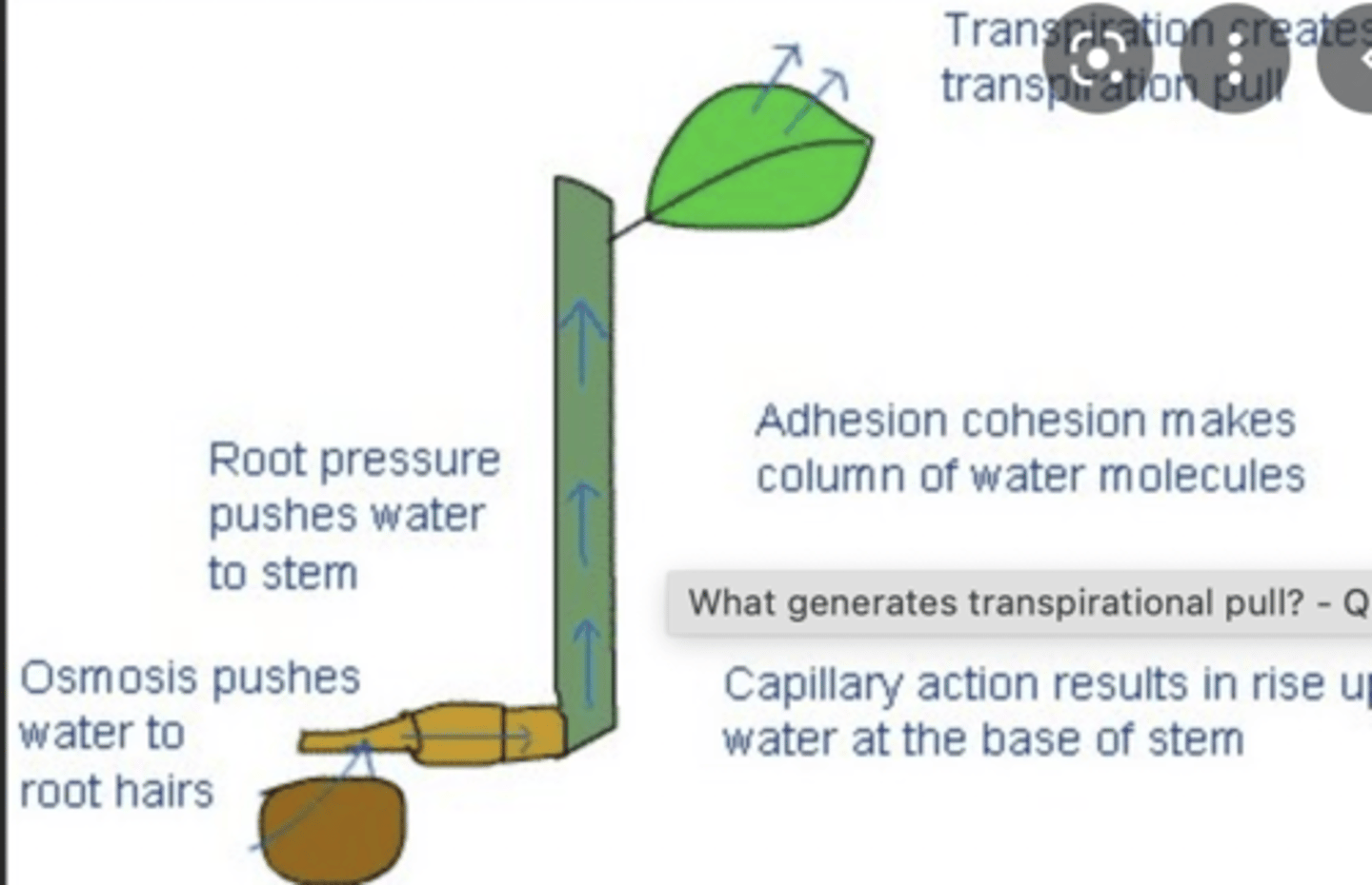 <p>Transpiration pull</p>