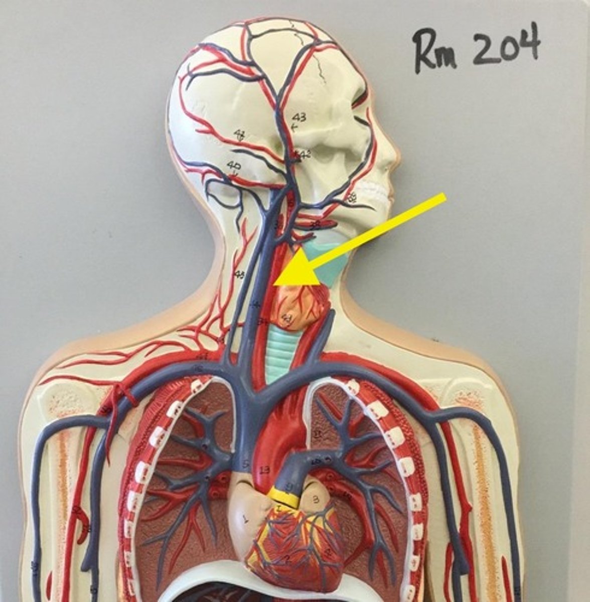 knowt flashcard image