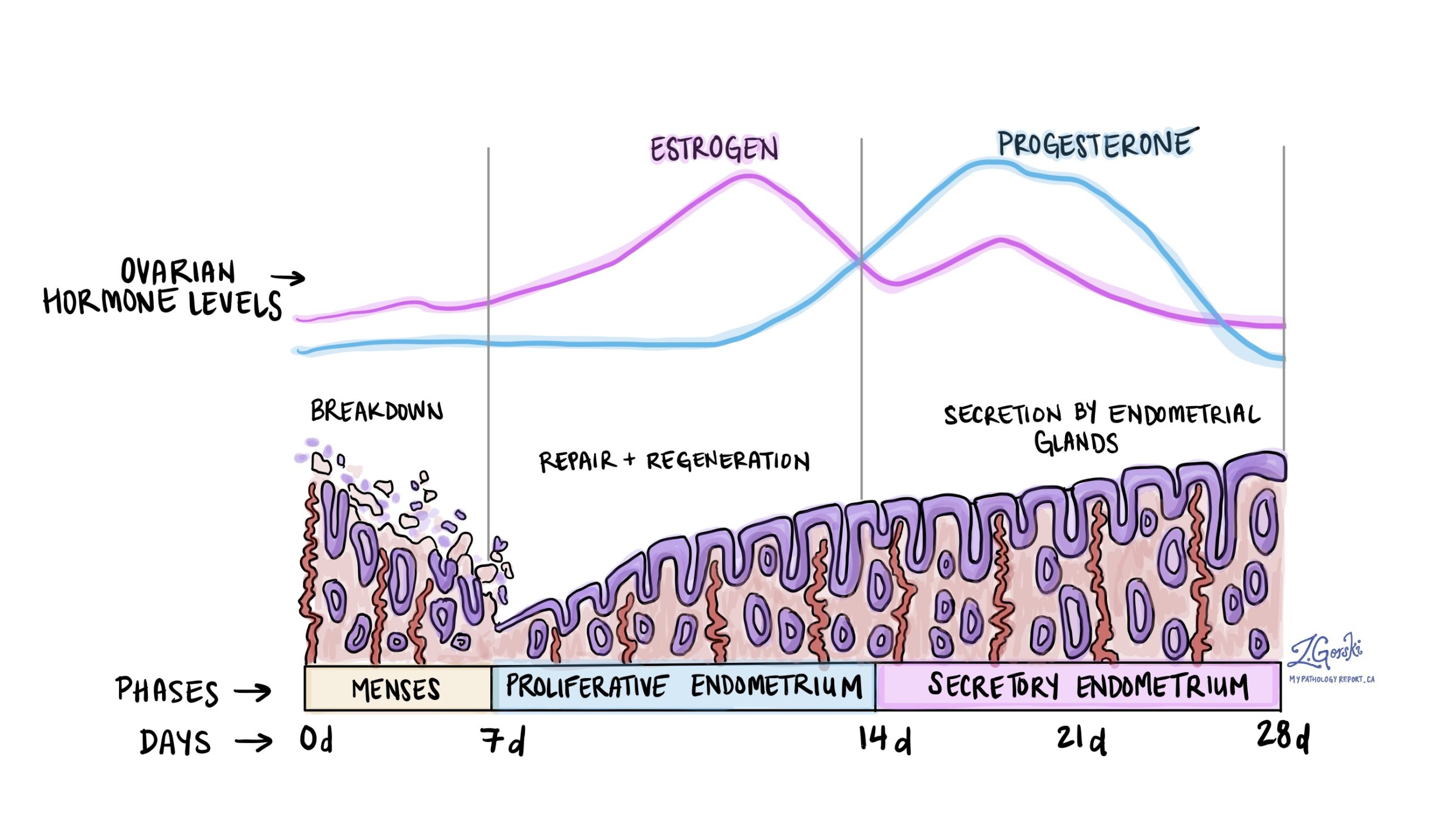 <p>39) uterus (proliferative phase) - HE</p><p class="ds-markdown-paragraph"><strong>I. Tunica mucosa</strong> = endometrium: pars basalis and pars</p><p>functionalis</p><p>• L. epithelialis – simple columnar epithelium</p><p>• L. propria – CT, (gll. uterinae)</p><p>• menstrual cycle (28 days)</p><p></p><p>Proliferative phase - 6th to 14th day - regulated by ovarian</p><p>estrogens - regeneration of the mucous membrane from the</p><p>glands in the basal layer, formation of simple tubular glands</p><p></p><p><strong>II. Tunica muscularis</strong> = myometrium</p><p>The myometrium is the middle (thickest) layer of the uterine</p><p>wall. It consists of tightly packed smooth muscle cells (uterine</p><p>myocytes), as well as stroma, blood and lymphatic vessels,</p><p>nerves.</p><p><strong>III. Tunica serosa</strong> = perimetrium</p><p>• Tela subserosa</p><p>• Mesothelium</p>