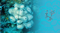 <p>Descodermolide</p>