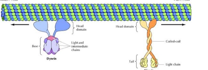 <p>Dynein and Kinesin</p><p><span data-name="black_small_square" data-type="emoji">▪</span> The head or Motor domain (bound to ATP): it binds to the filament and defines</p><p>the direction of the movement.</p><p><span data-name="black_small_square" data-type="emoji">▪</span> The tail determines the type of intracellular cargo.</p>