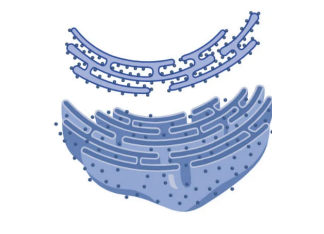 <p>membrane bound. connected to the nucleus to package and transport proteins</p>