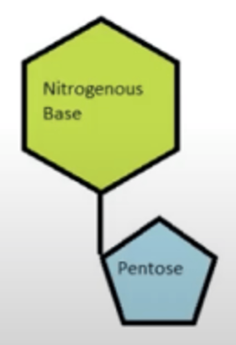 <p>a. Nucleoside</p><p>b. Nucleotide</p><p>c. Nucleic acid</p><p>d. None of the choices</p>
