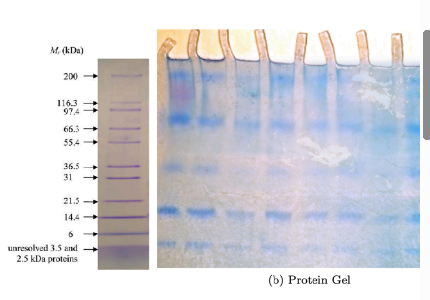 <p>Based on the “Protein” gel, how many different proteins can you identify in your saliva sample?</p>