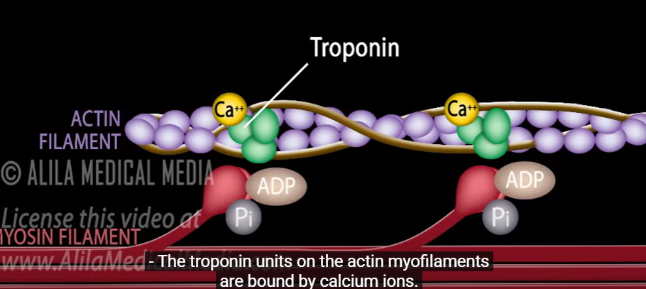 <p>Tropomyosin strands are attached to actin by&nbsp;</p>
