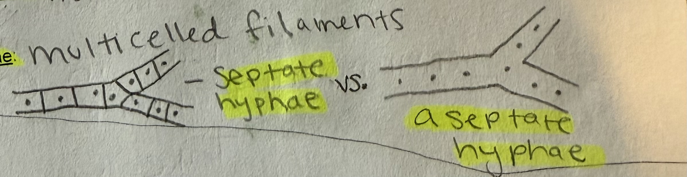 <p>Multi-celled filaments</p><p>Septate hyphae vs. aseptate hyphae</p>