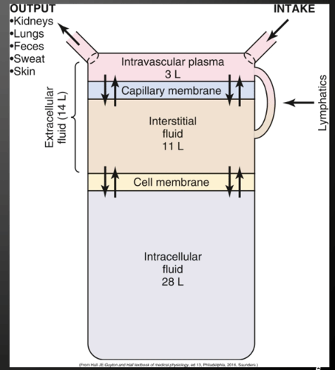 <p>what are the composition of body fluids</p>