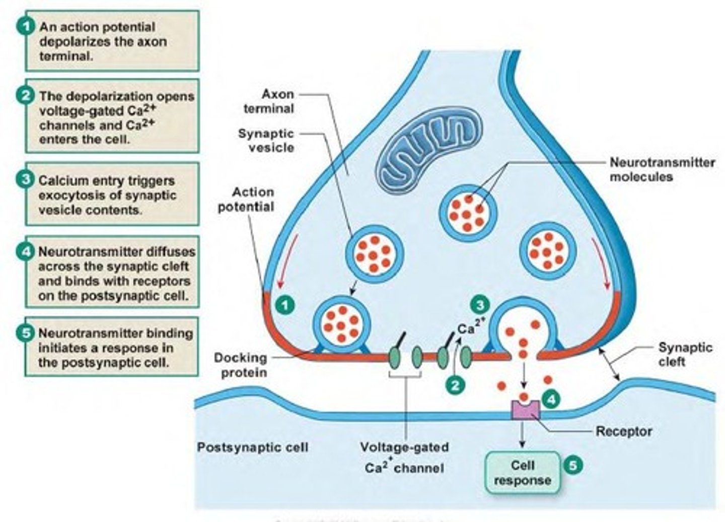 <p>gap between two neurons or a neuron and a muscle cell</p>