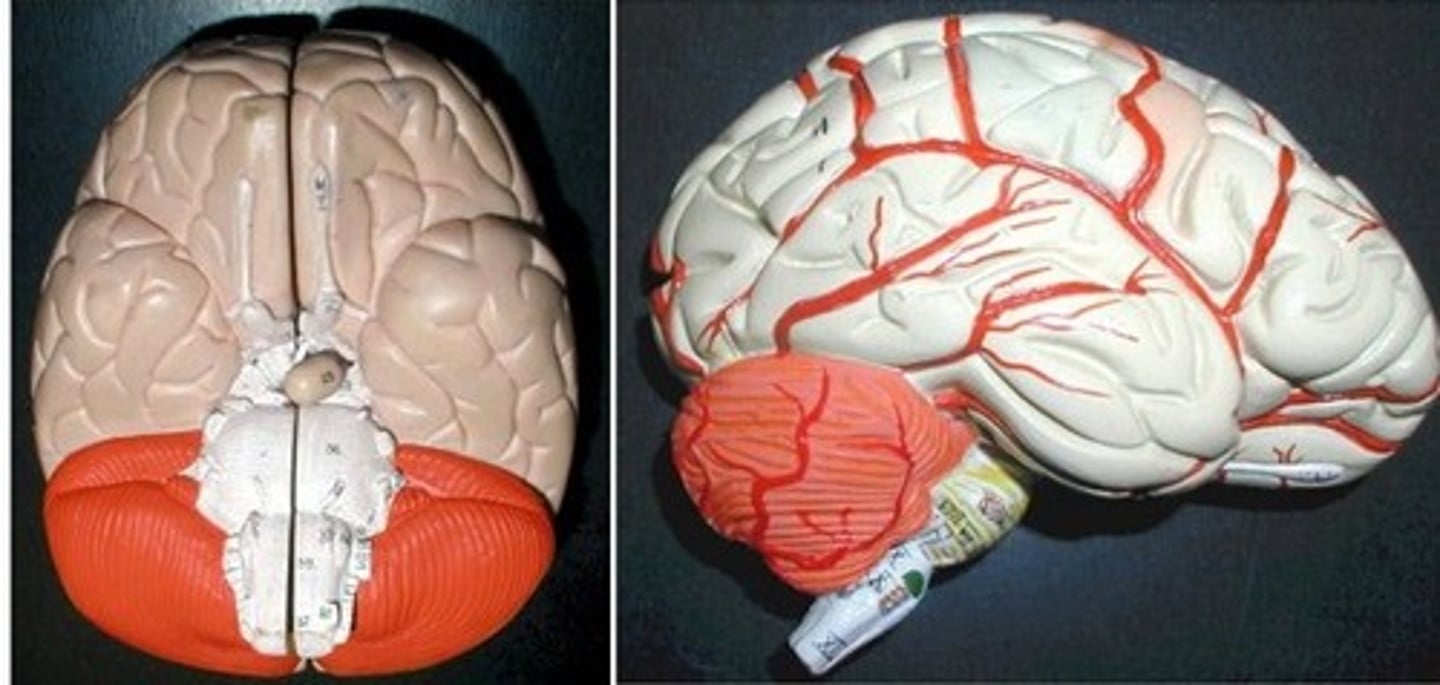<p>little bumps on the posterior of cerebellum</p>