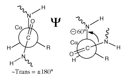 <p>alpha carbon to carbonyl carbon; four atoms to track</p>