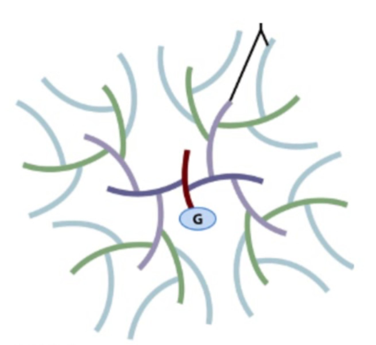<p>- Glycogenin (a protein core of the glycogen).</p><p>- This is where the very first glucose of the branched glycogen chain will form/be added.</p>