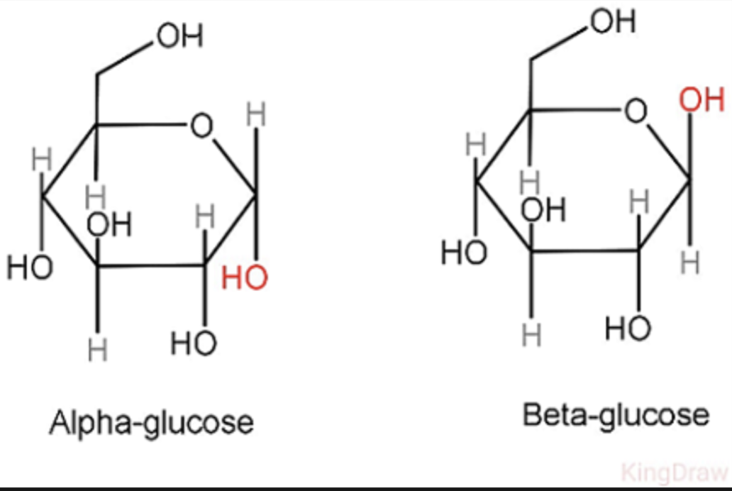 <p>alpha has hydroxyl on bottom, while beta is on top</p>