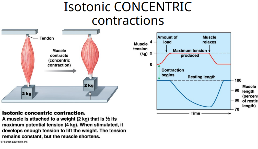 <p>A muscle is attached to a weight (2kg) that is 1/2  its maximum potential tension (4kg). When stimulated, it develops enough tension to lift the weight. The tension remains constant, but the muscle shortens. What type of isotonic contraction is this?</p>