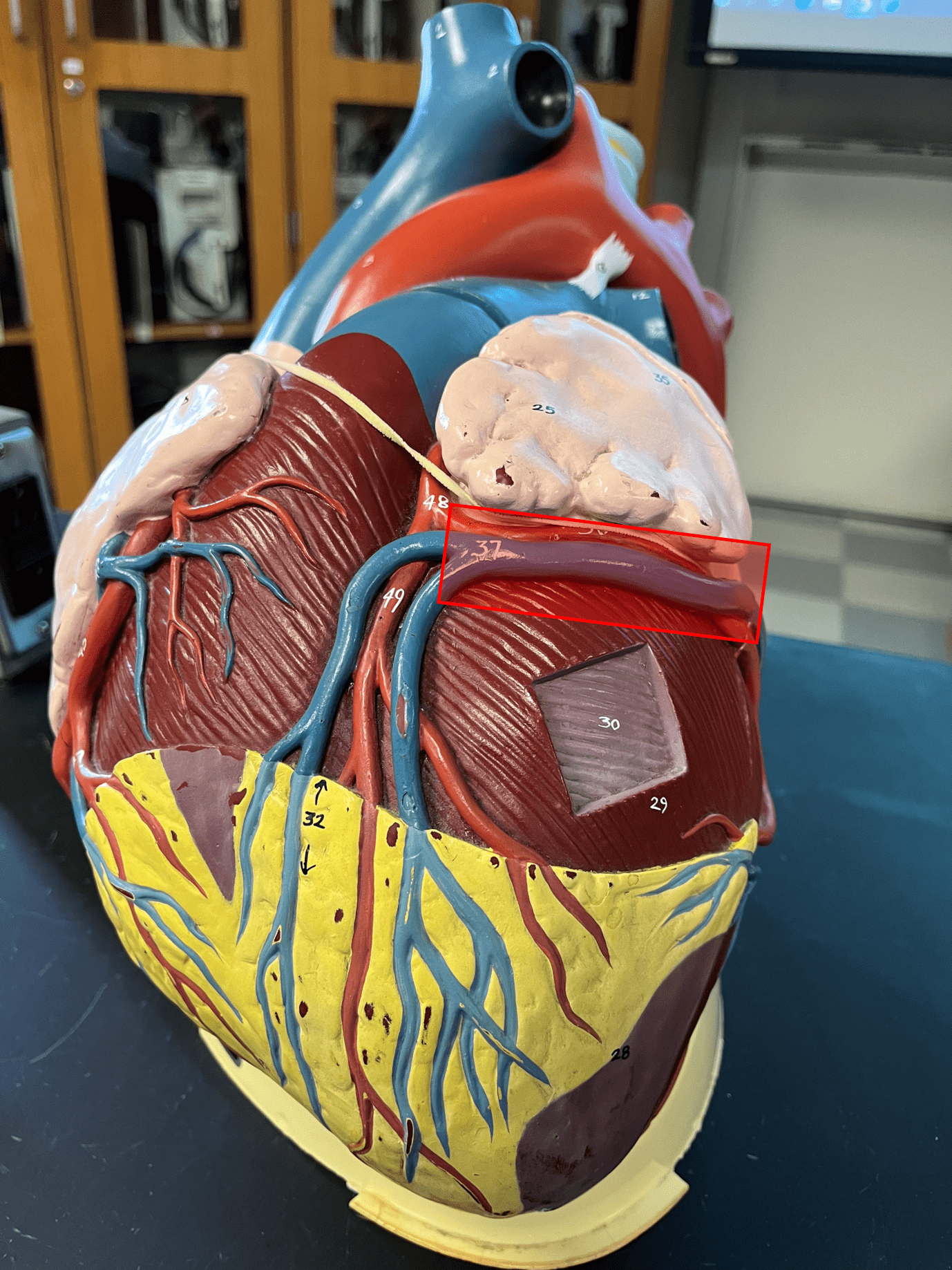 • Part of the coronary circulation.

• Drains the myocardium around the anterior interventricular sulcus.

• Leads to the coronary sinus.