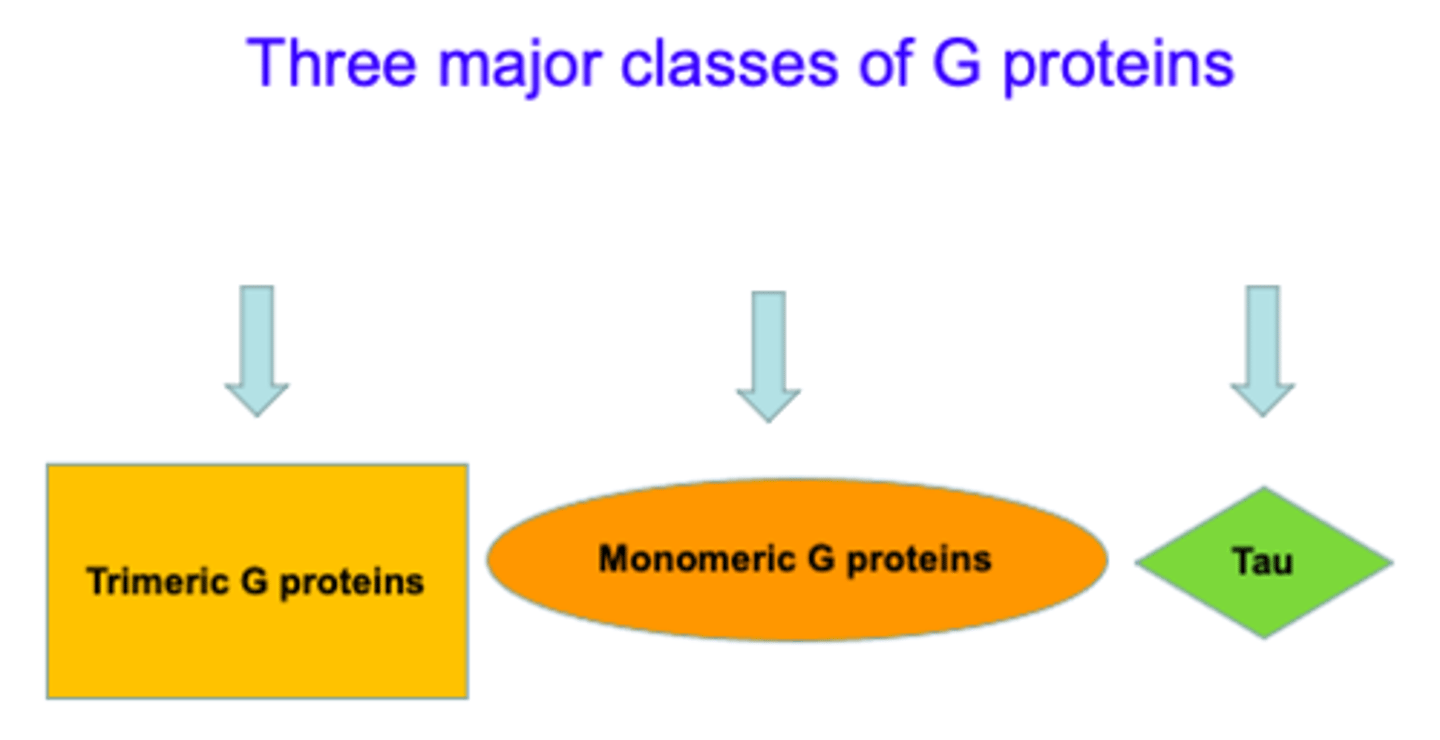 <p>1. Trimeric= alpha, beta, gamma</p><p>2. Monomeric= single subunit; cytoskeletal reorganization</p><p>3. Tau= less studied, protein biosynthesis</p>