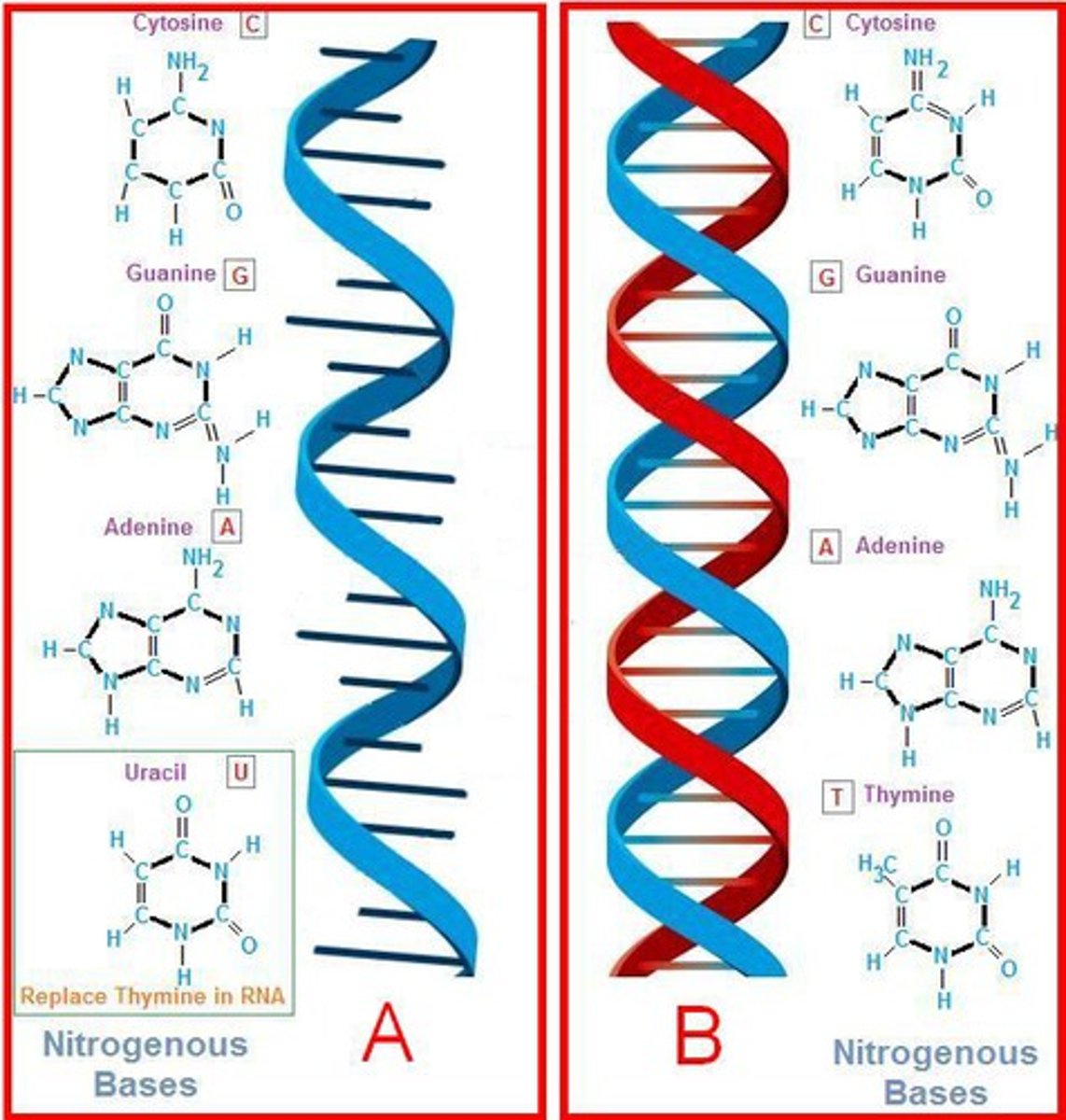 <p>DNA, RNA, (ATP and ADP are modified nucleic acids)</p>