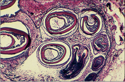 <p>Identify the structure:</p><p>Specie:</p><p>Stain used:</p>