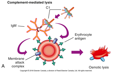 <p>What differentiated the type 2 hypersensitive reaction over the other?</p>