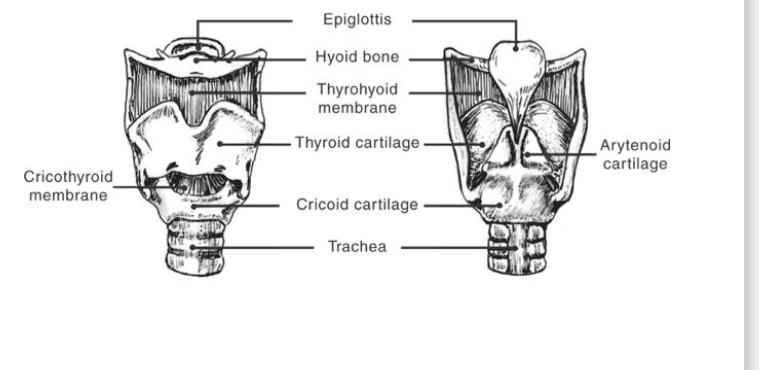 <p><span style="font-size: calc(var(--scale-factor)*18.00px);">• Hyoid bone</span><span><br></span><span style="font-size: calc(var(--scale-factor)*18.00px);">• Epiglottis</span><span><br></span><span style="font-size: calc(var(--scale-factor)*18.02px);">• Thyroid cartilage</span><span><br></span><span style="font-size: calc(var(--scale-factor)*18.00px);">• Cricoid cartilage</span><span><br></span><span style="font-size: calc(var(--scale-factor)*18.00px);">• Arytenoid cartilages</span></p><p></p>