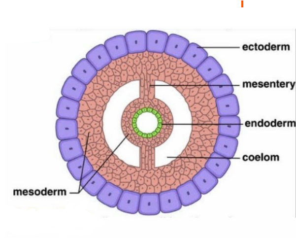 <ul><li><p>mesoderm splits into two layer</p><ul><li><p>one lining ectoderm, one endoderm</p></li><li><p>surrounded by peritoneum </p></li></ul></li><li><p>the fluid filled cavity between these layers is called the coelom </p></li></ul><p></p>