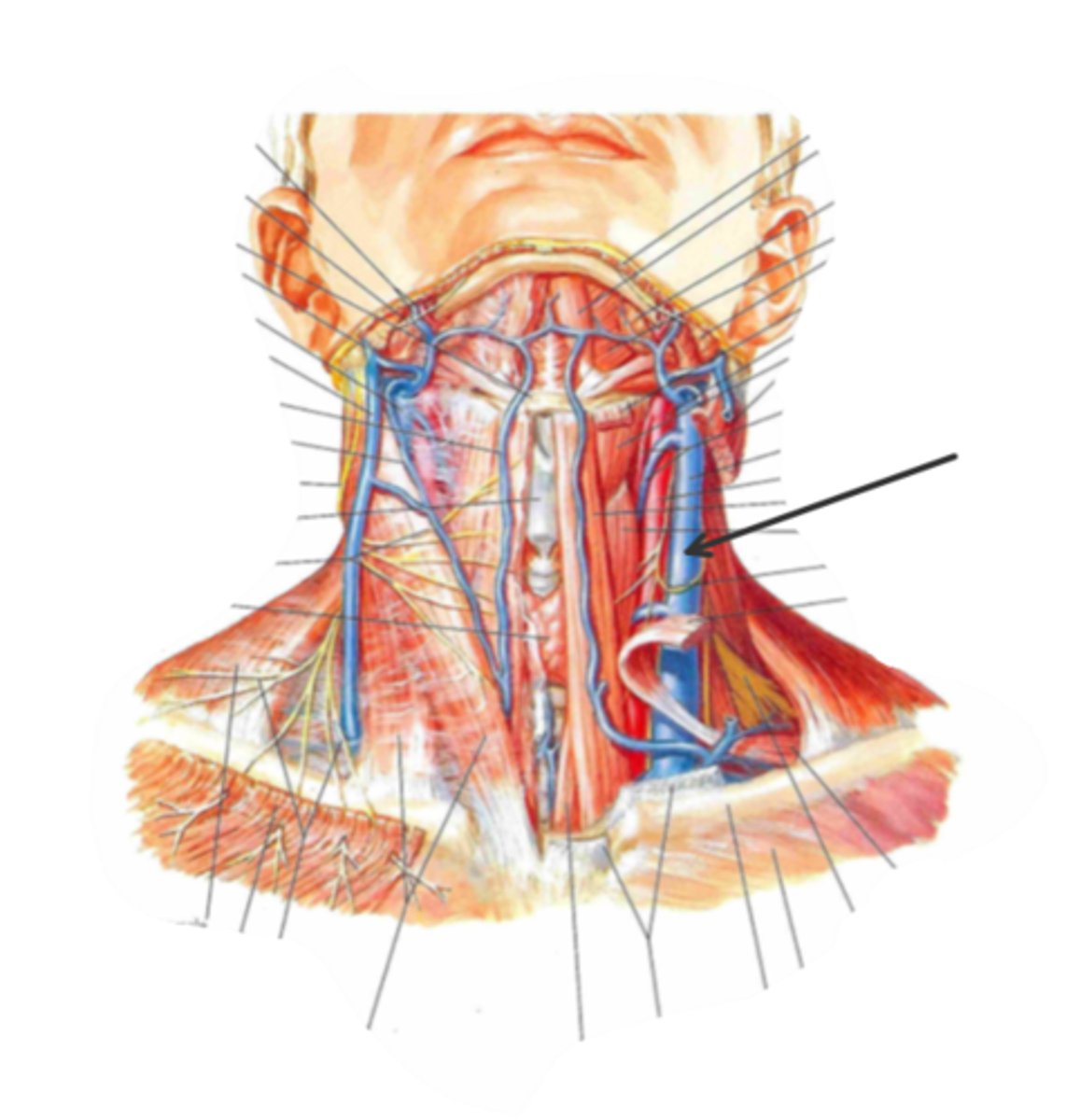 <p>identify the structure(s) indicated by the arrow</p>