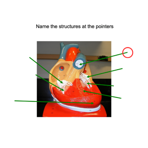 term image