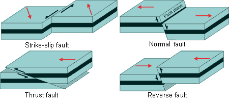 <p>Because that’s where plates interact with each other and create conditions for faulting and volcanism through fractures &amp; magma formation!</p><p>Normal fault: hanging wall (THINK - STICKS OUTWARDS, POINTY) moves down relative to foot wall, where hanging wall and foot wall are both fault blocks. Caused by rifting at divergent boundaries (tensional forces)</p><ul><li><p>THINK: HW is Down to “hang” out - as they should be, that’s normal!</p></li><li><p>Horst and graben formed from normal faults - horst above, graben below</p></li></ul><p>Reverse fault: hanging wall moves up relative to foot wall. Occurs at convergent boundaries (compressional forces)&nbsp;</p><ul><li><p>Thrust fault: Low-angle reverse fault (angle between HW plane and FW plane is more acute)</p></li></ul><p>Strike-slip/transform fault:&nbsp;Fault blocks move laterally against one another. Occurs at transform boundaries (shear stress)</p>