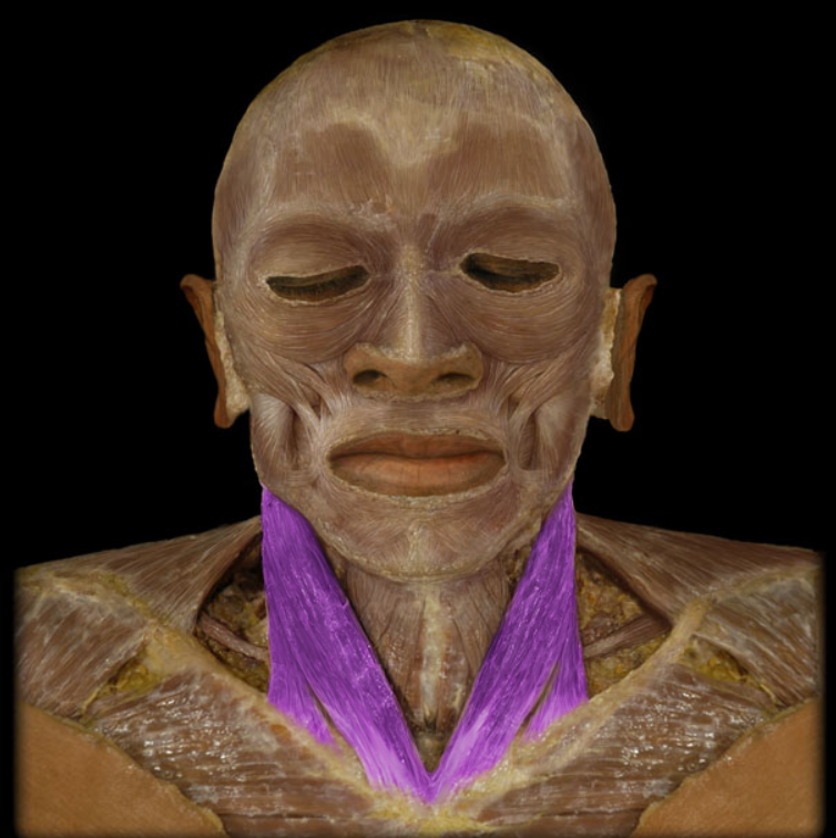 <ul><li><p>Action: Unilateral: rotation of head so face turns to opposite side, Bilateral: flexion of neck &amp; extension of head</p></li><li><p>Origin: Clavicle (medial), Sternum (manubrium)</p></li><li><p>Insertion: Mastoid process of temporal bone, Lateral one-half of superior nuchal line of occipital bone</p></li><li><p>Innervation: Accessory nerve (CN XI)</p></li></ul><p></p>
