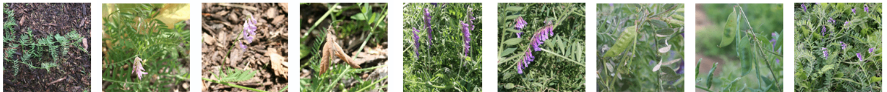 <p>granulomatous lesions, itchy, weight loss, dermatitis</p>