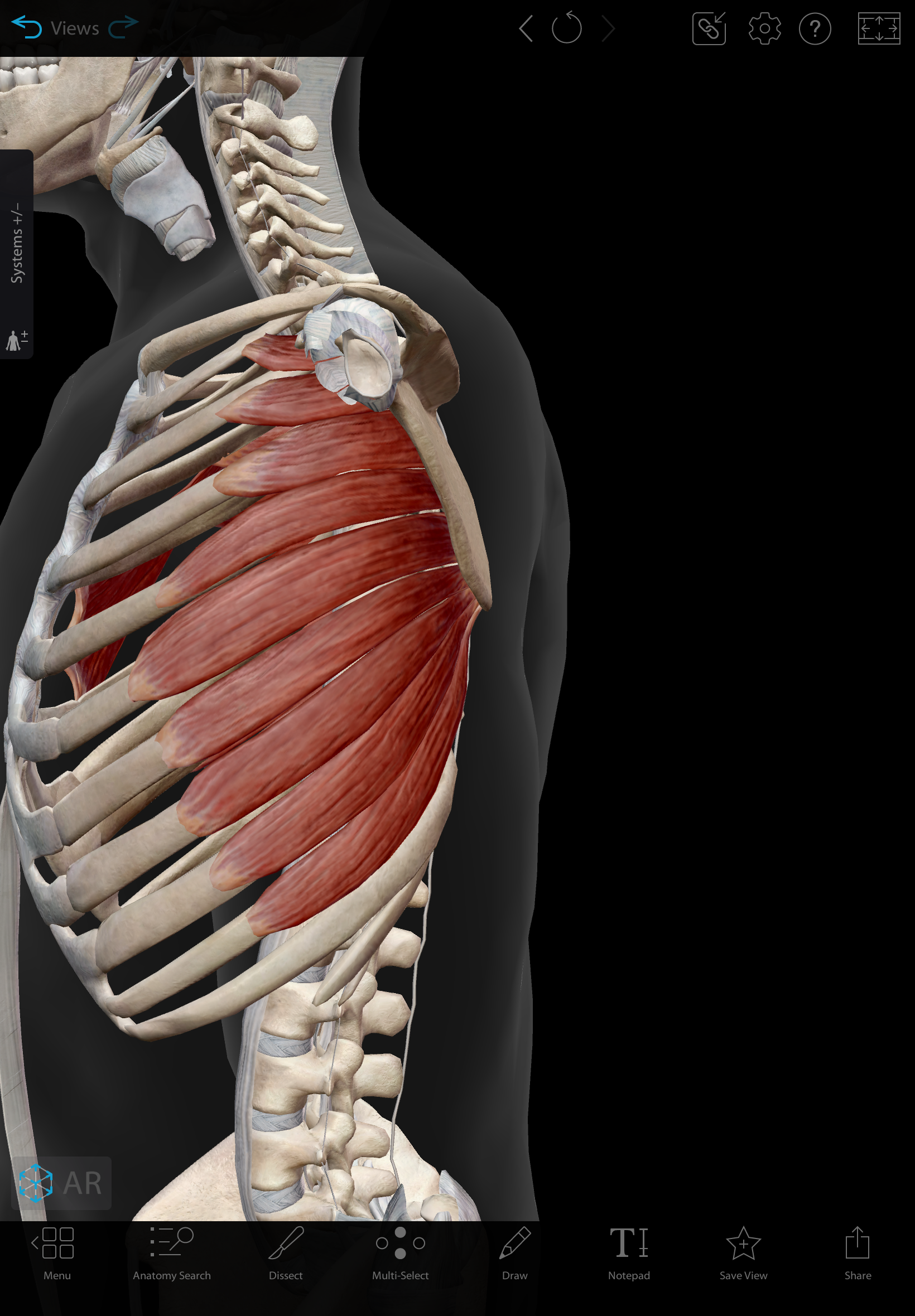 <p>Name the muscle and corresponding letter ( O = origin, I = insertion, A = actions, IN = innervation)</p><p>O</p><p>I</p><p>A</p><p>IN</p>