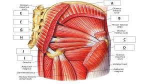 <p>What are teh 6 deep lateral roaters of the femur </p>