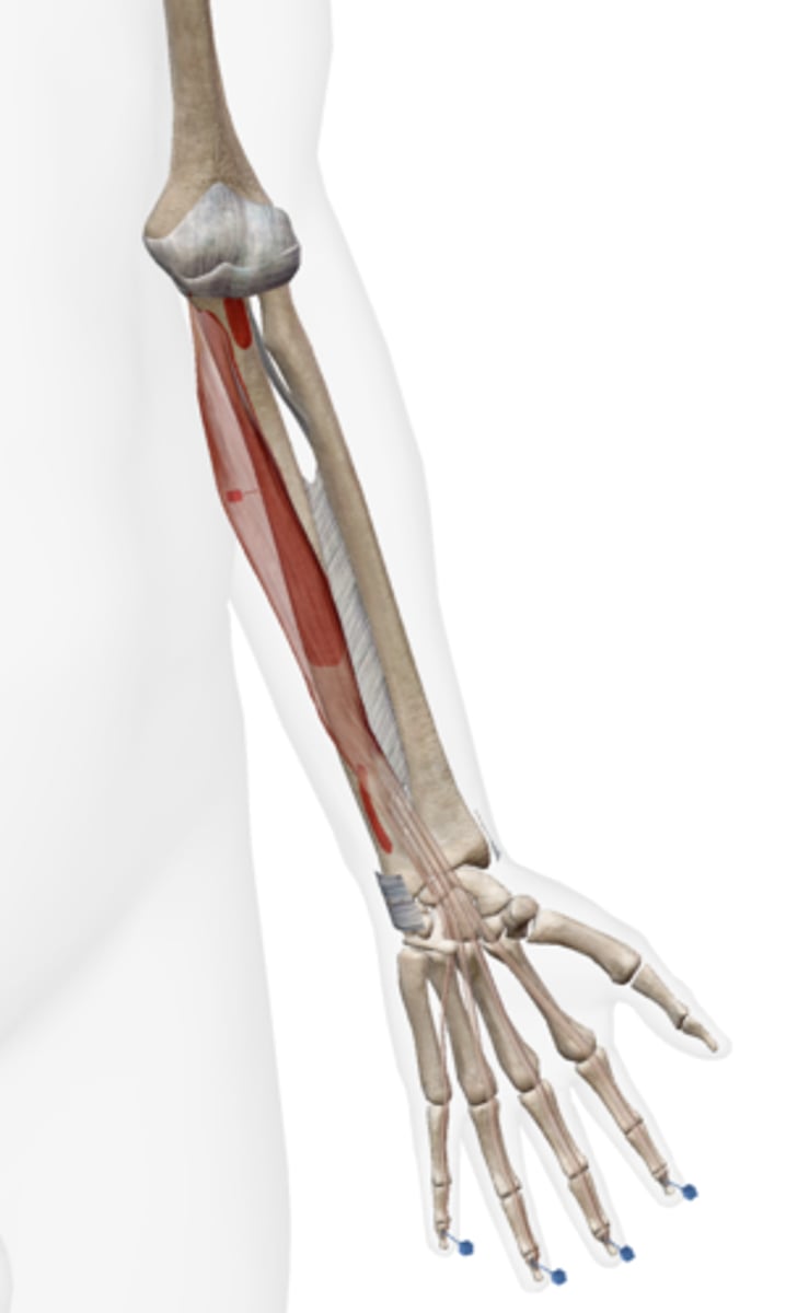 <p>Anterior and medial surfaces of ulna, anterior medial half of interosseous membrane.</p>