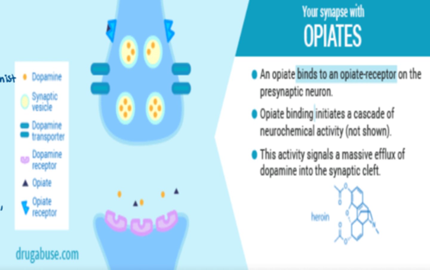 <p>- opioid binds to opioid receptors at presynaptic neuron</p><p>- opioid binding initiates cascade of neurochemical activity</p><p>- this activity signals a massive efflux of dopamine into the synaptic cleft</p>