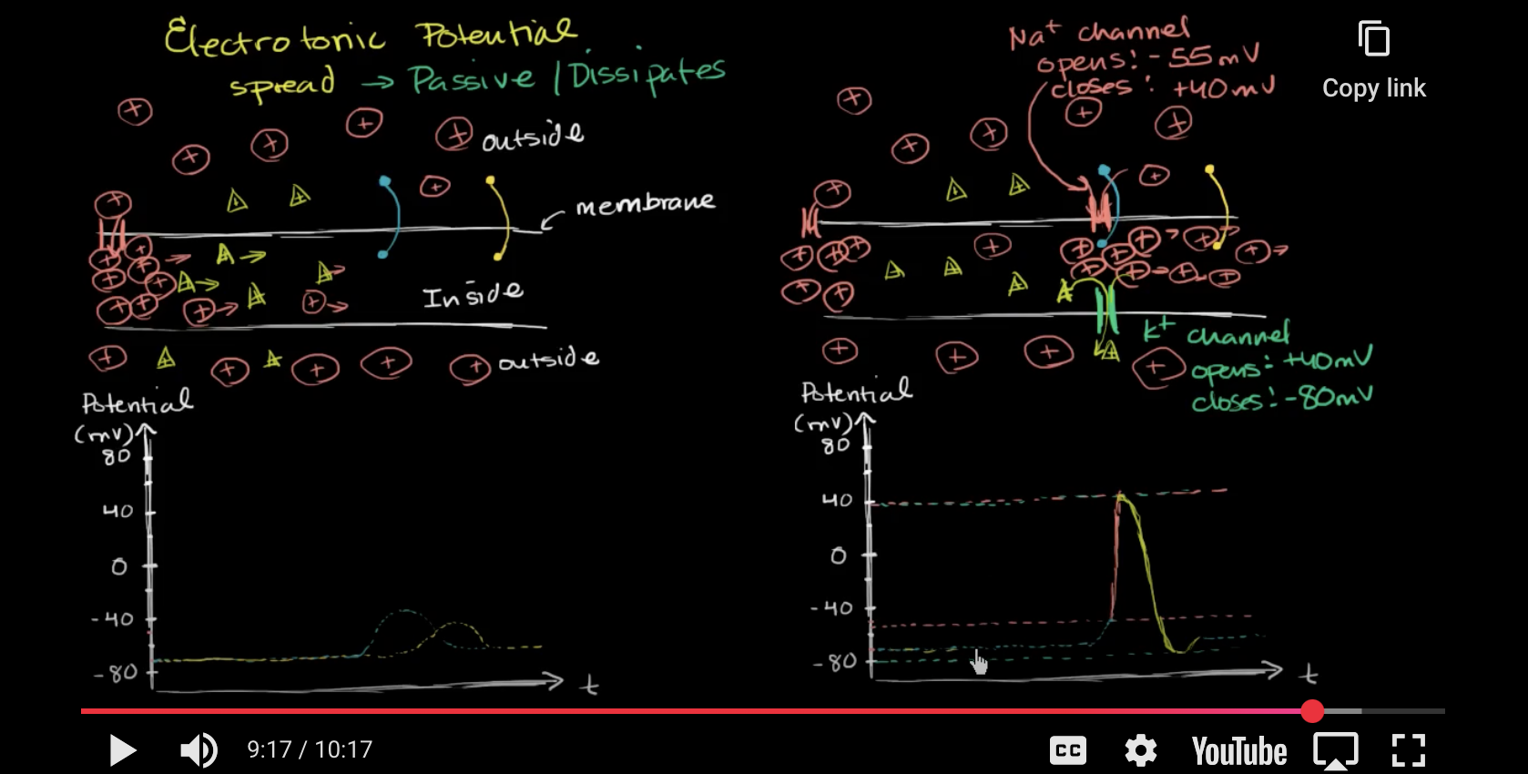 <p>How does an action potential work?</p>