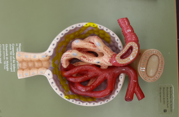 bowman's capsular space