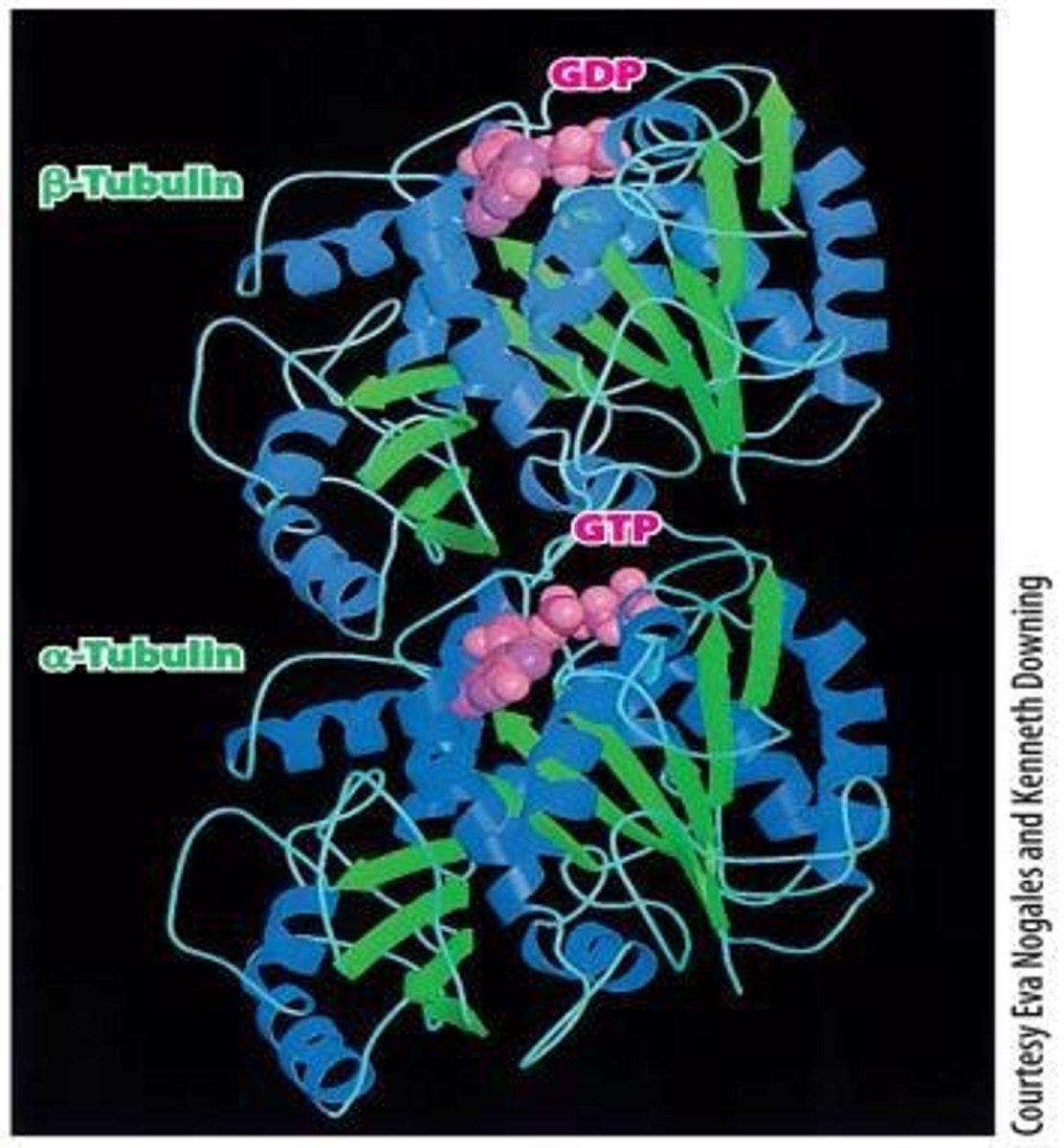 <p>α- and ß-tubulin forming protofilament.</p>