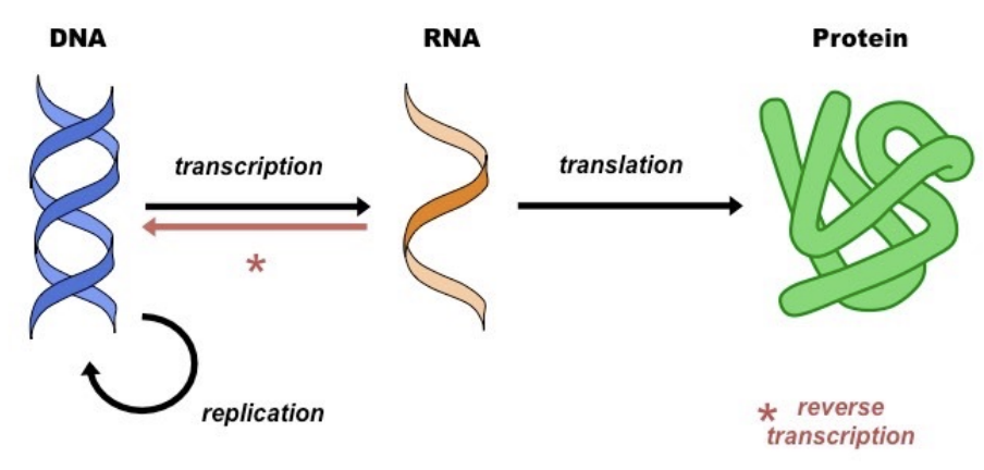 <p>DNA → mRNA → Protein</p>