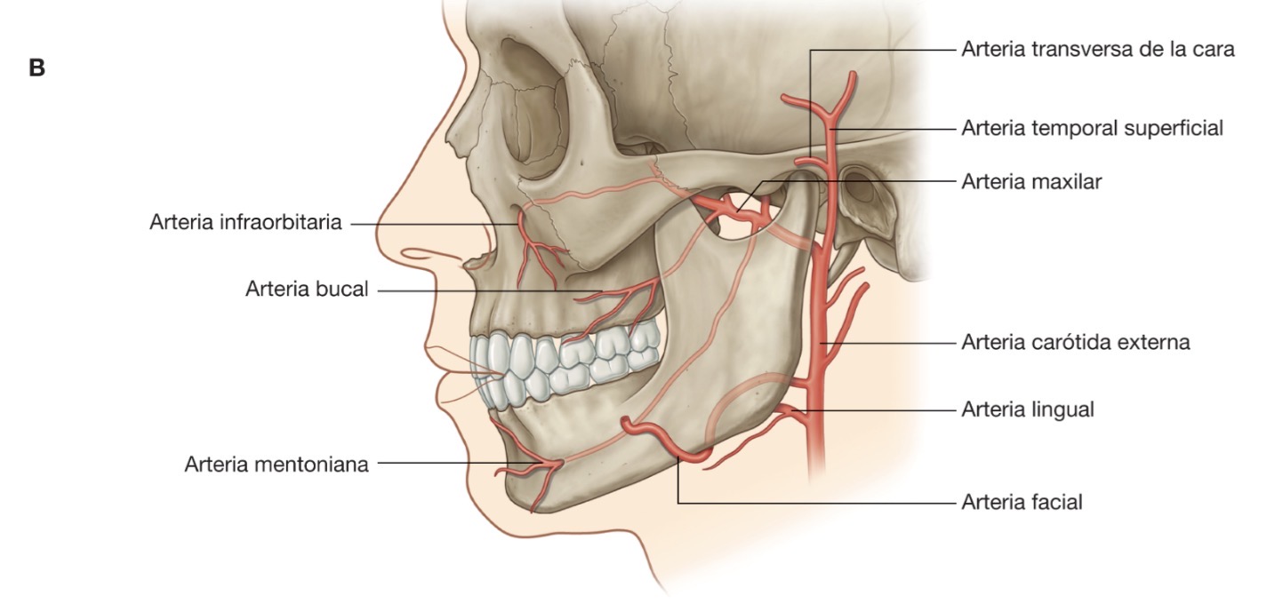 <p>La unión del <mark data-color="blue" style="background-color: blue; color: inherit;">segundo y tercer grupo fosfato</mark> con el nucleótido se da mediante que tipo de enlace y requiere energía para su unión:</p>