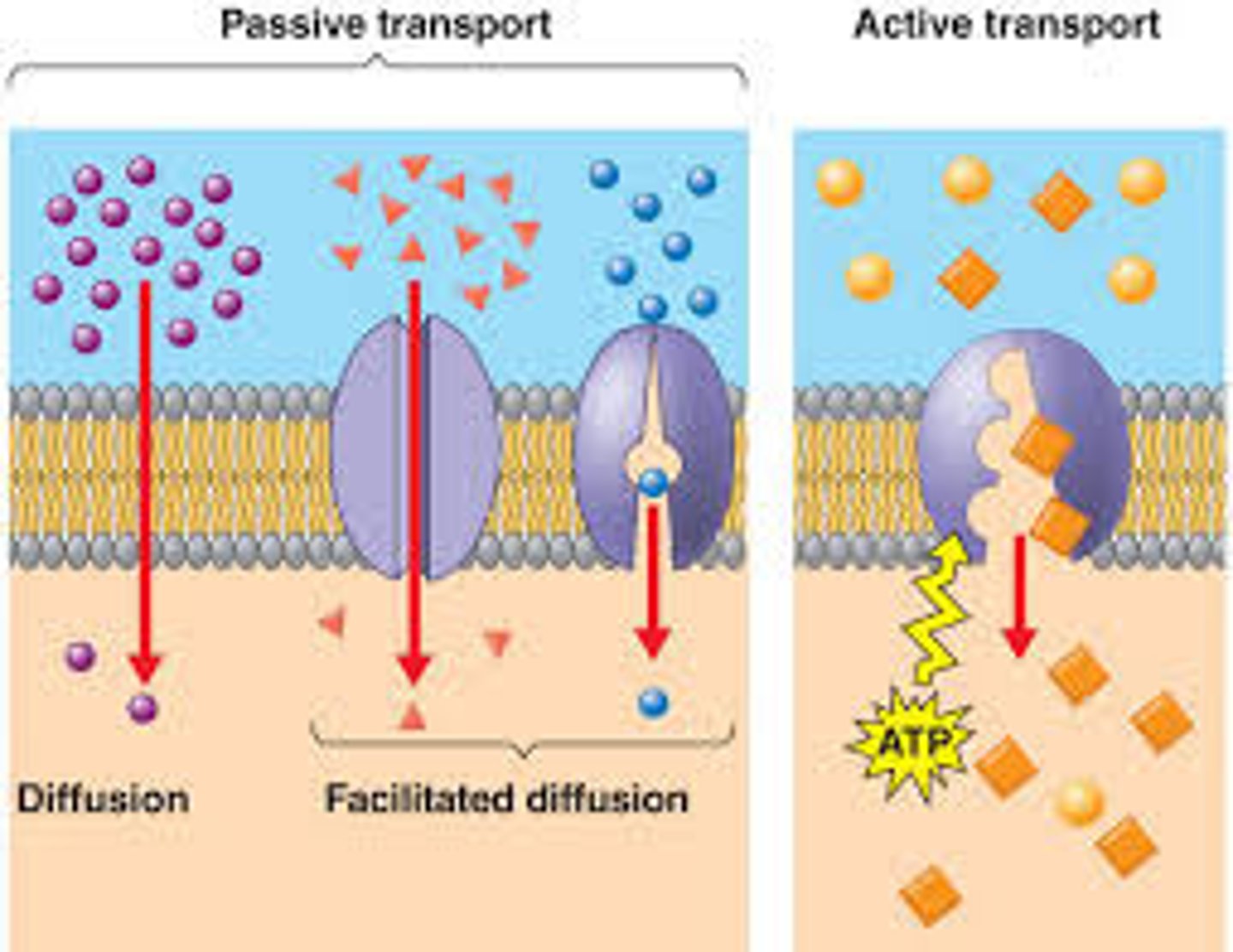 <p>No energy required; transport of small and medium materials across the plasma membrane (Osmosis, Diffusion, and Facilitated Diffusion)</p>